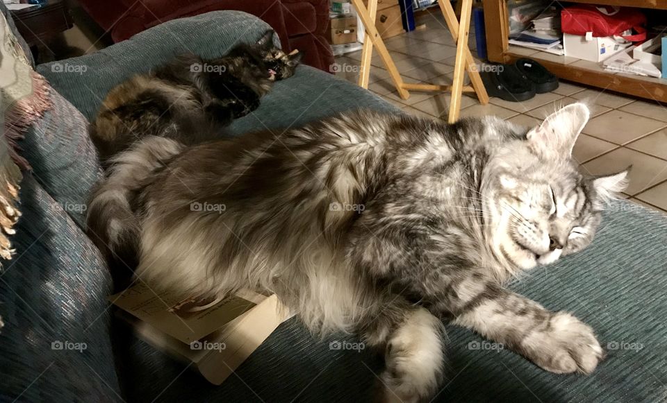 Watching the GA Bulldogs play....