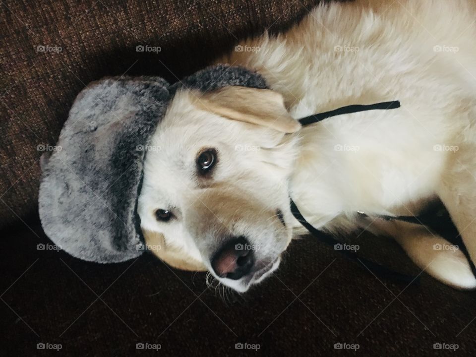 Great Pyrenees dog wearing a fur winter hat