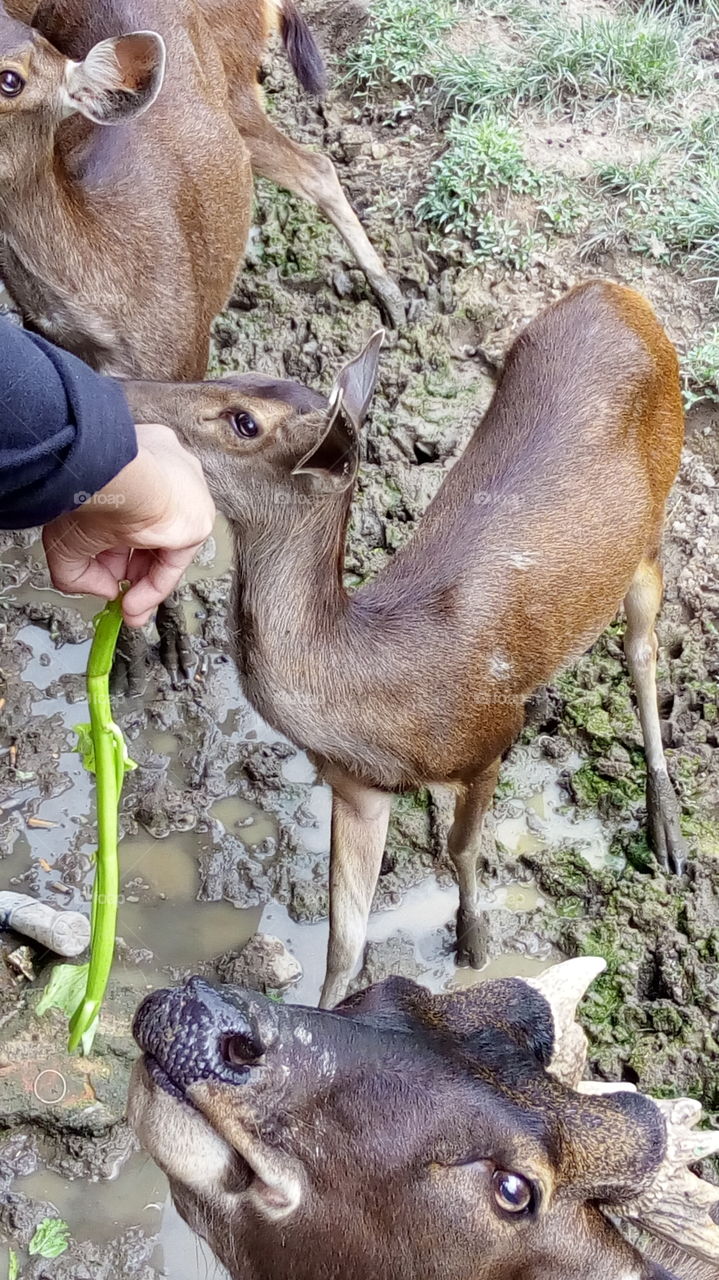 Feeding deers