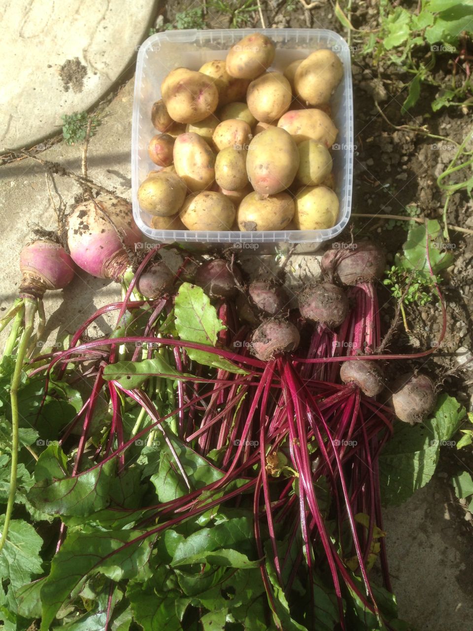 Garden produce