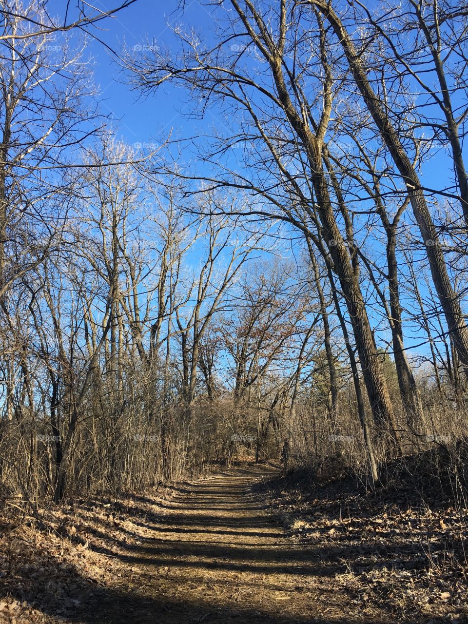 Wood, Tree, Landscape, Nature, No Person