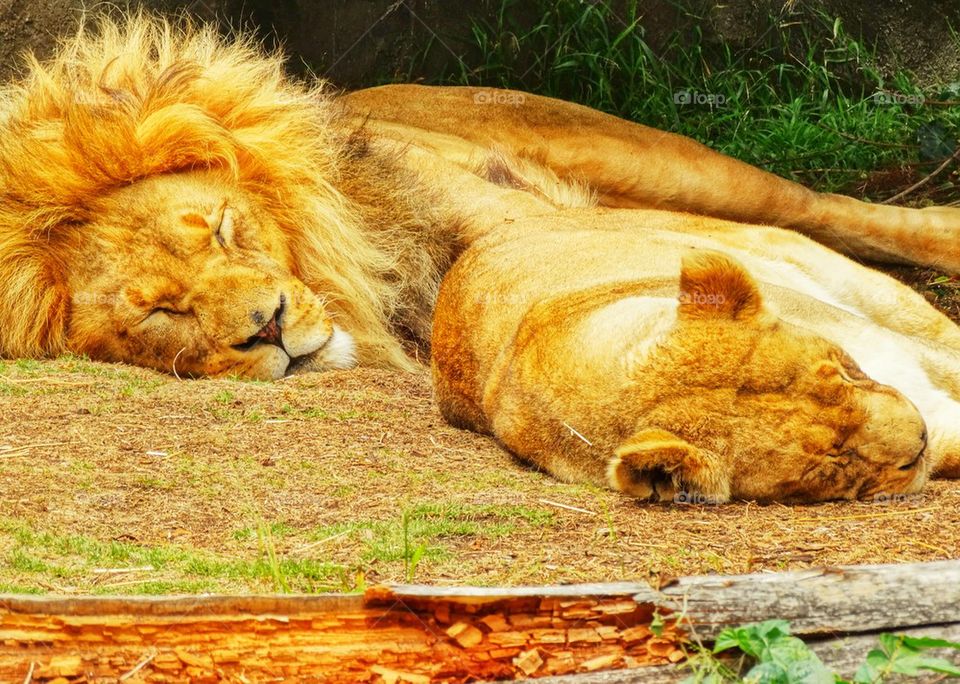 Sleeping Lions