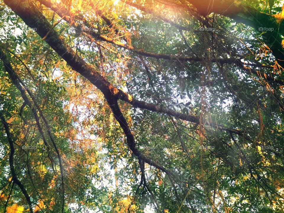 Sunlight through trees. Sunlight peeping  through the canopy of the forest.
 
