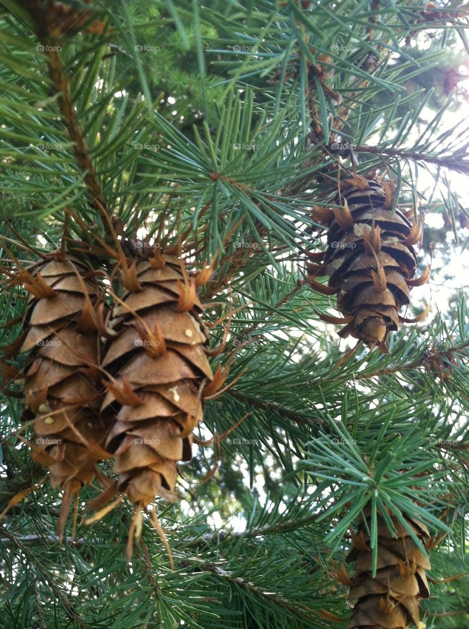 Pine cones 