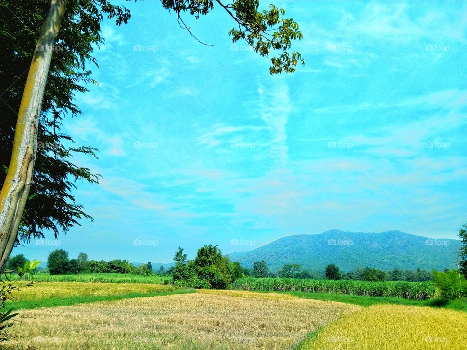 Rice fields, mountains