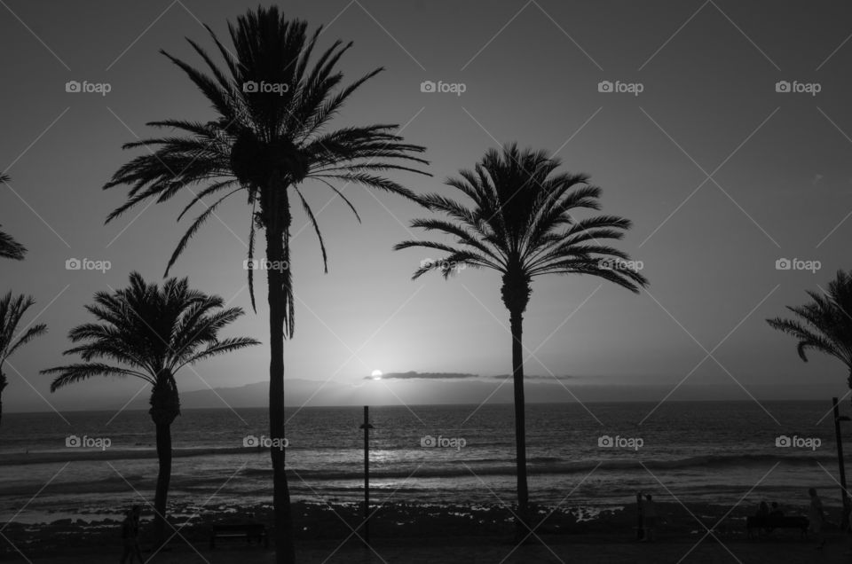 Black and white photo of a beautiful island sunset behind the palm trees 