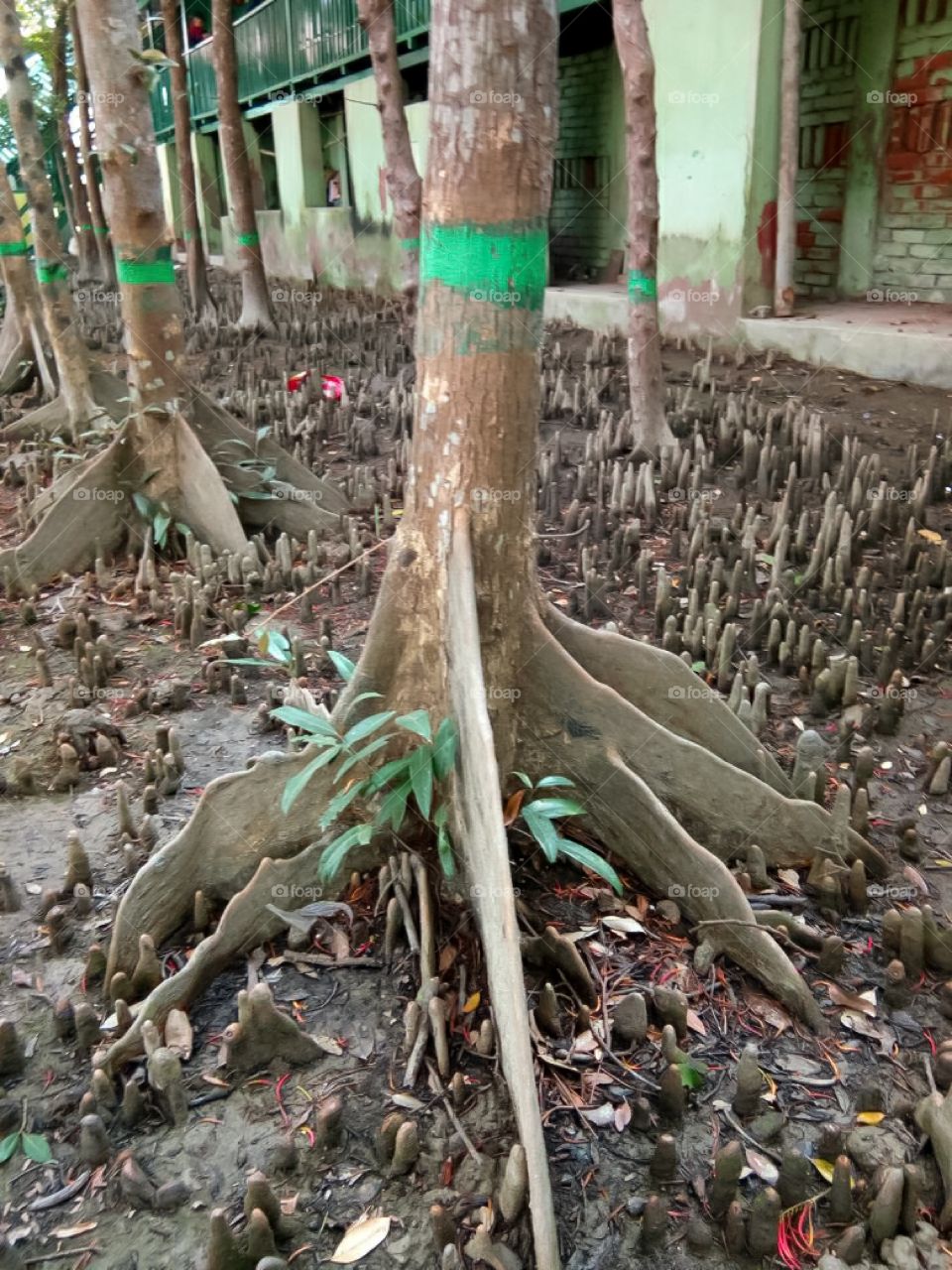 Breathing roots of Sundari plant of Suburban