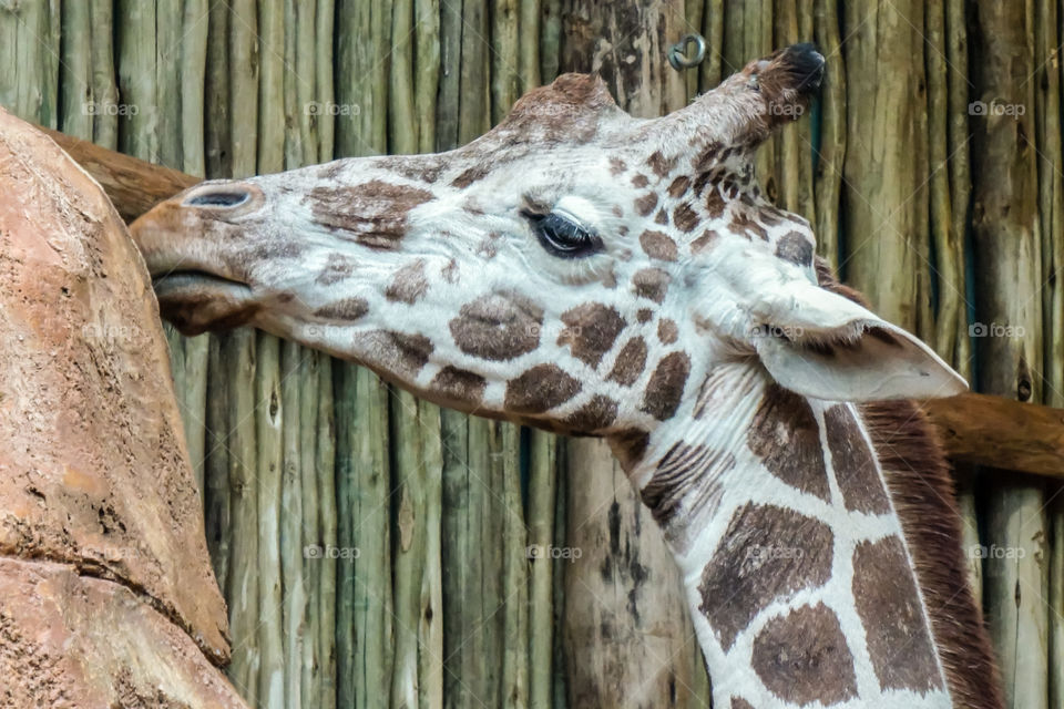 Close-up of giraffe