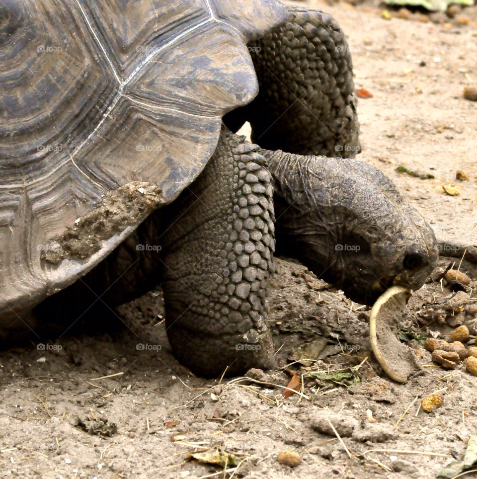 turtle tortoise by refocusphoto