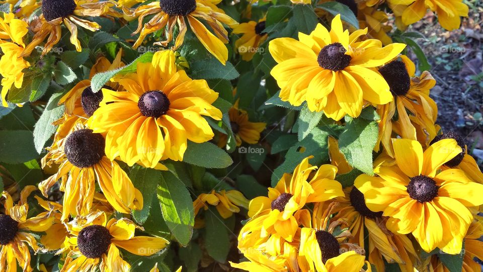 Autumn Flowers. Brown-Eyed Susan