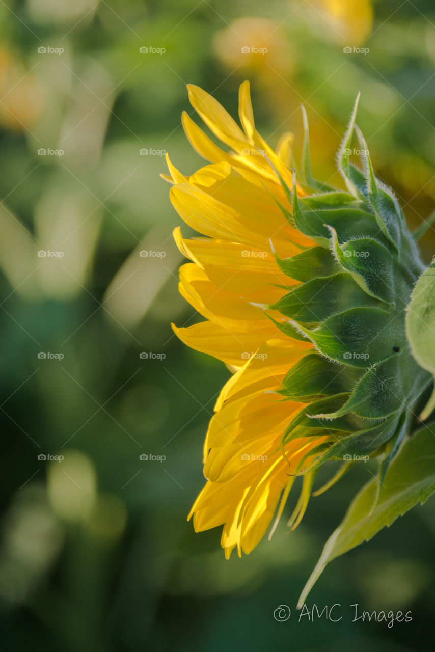 Side view a blooming sunflower at pope farm Conservancy in Wisconsin