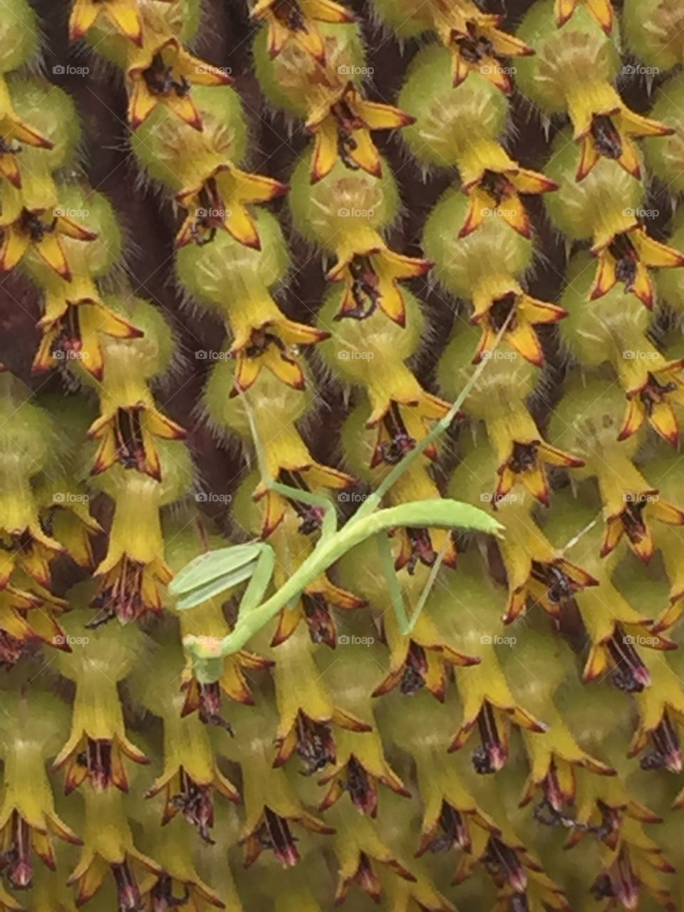 Preying mantis on a sunflower 