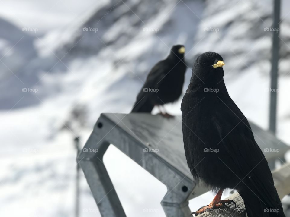 Bird, Snow, No Person, Winter, Wildlife