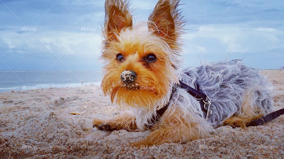 Puppy at Beach