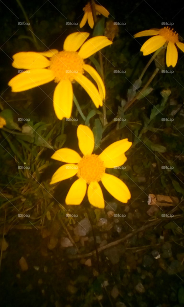 Yellow Flowers at Night