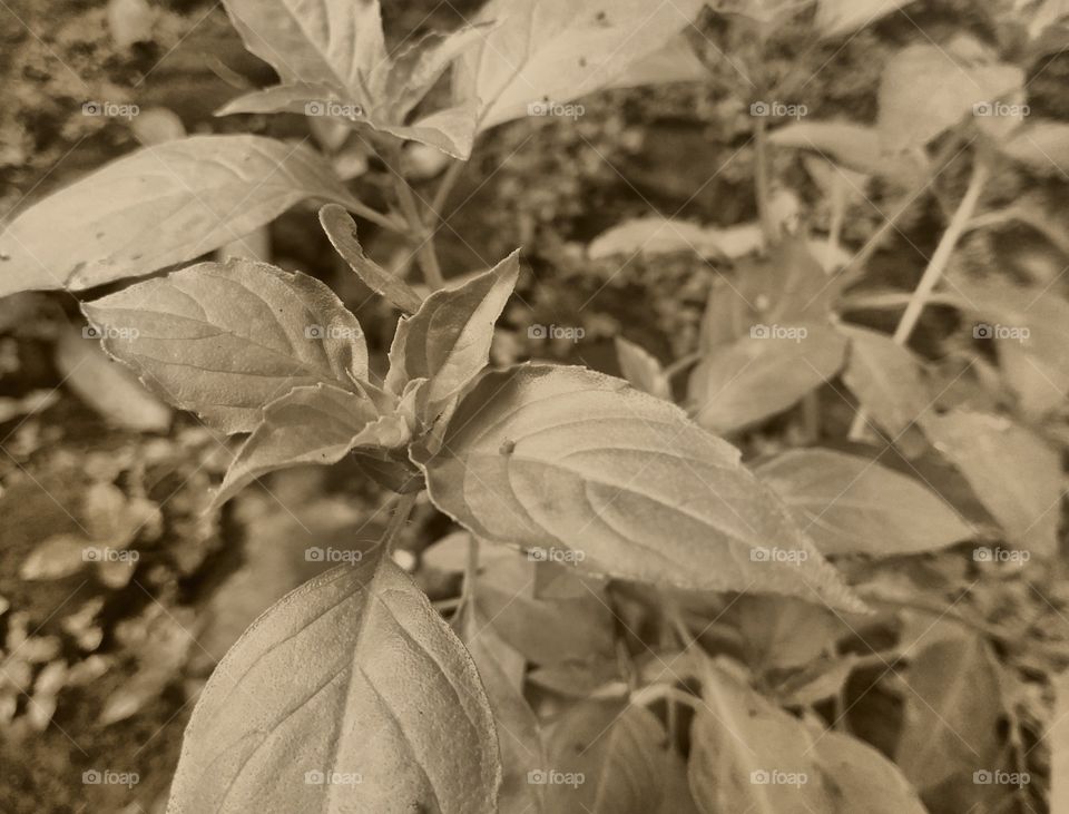 Ocimum × citriodorum..basil..sweet basil