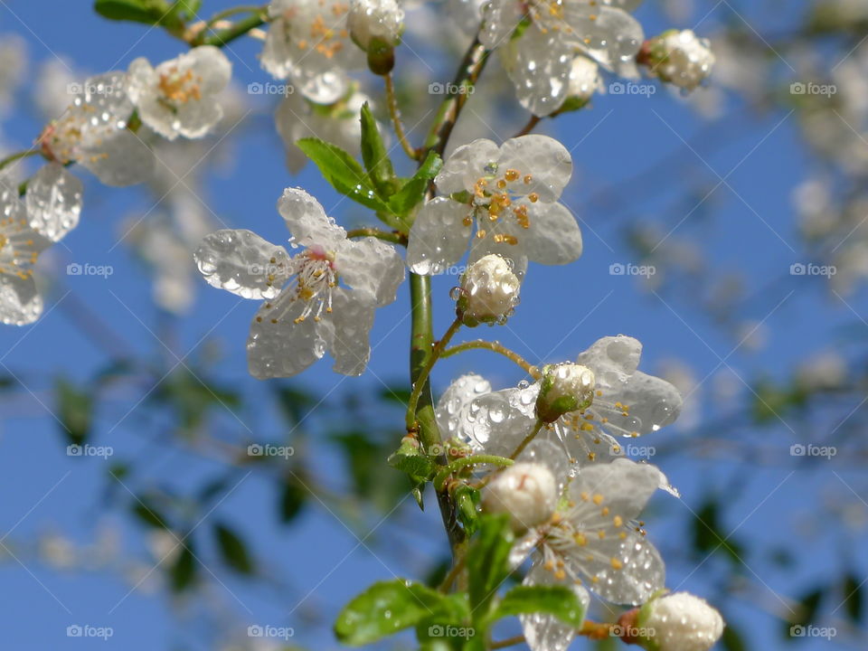 blüte Frühling weiss