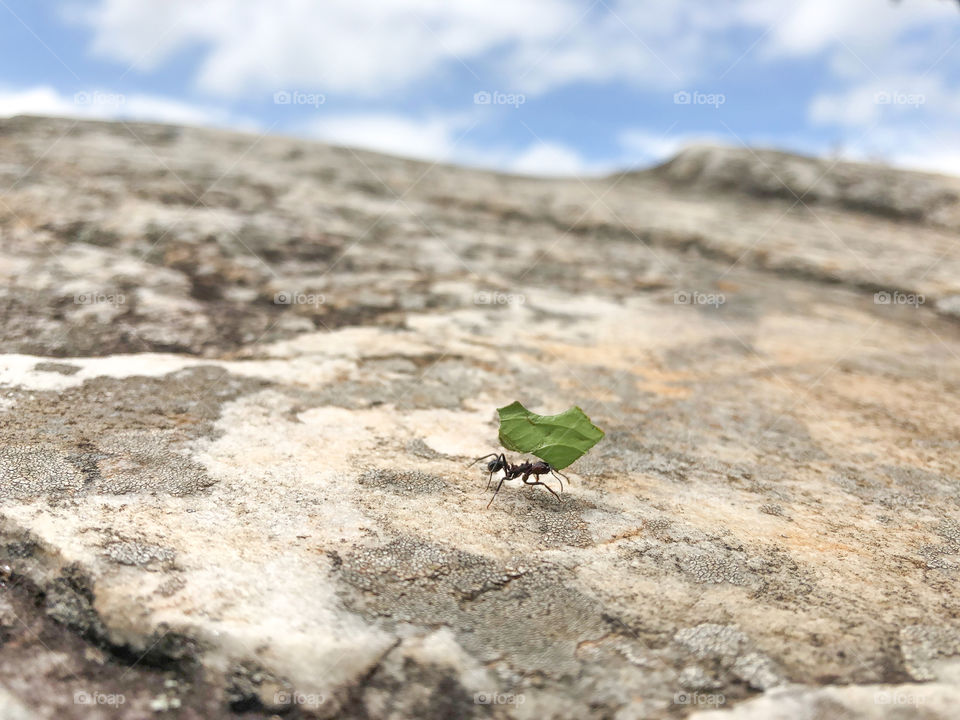 little ant carrying leaf on rocky surface