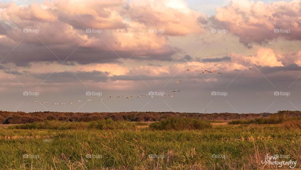 Flock of Ibis in flight over marshland