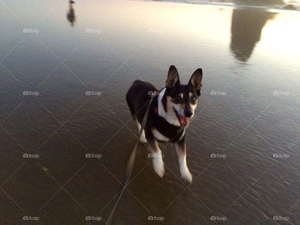 Dog playing at the beach 