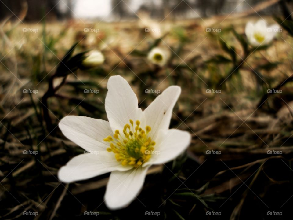 spring white gentle flowers earth background