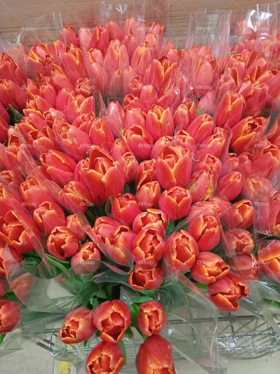 Beautiful red tulips