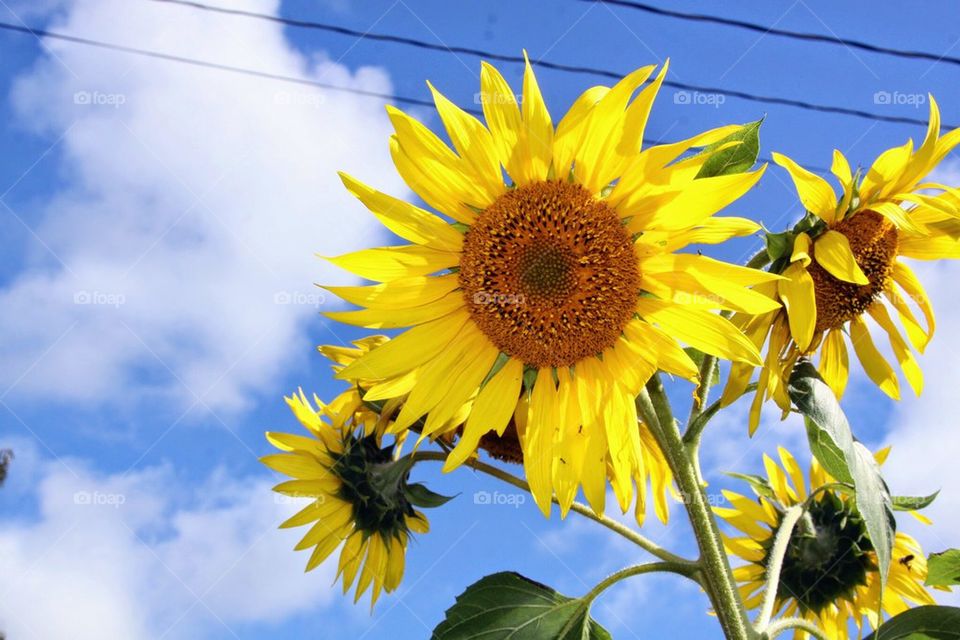 Sunflower sky