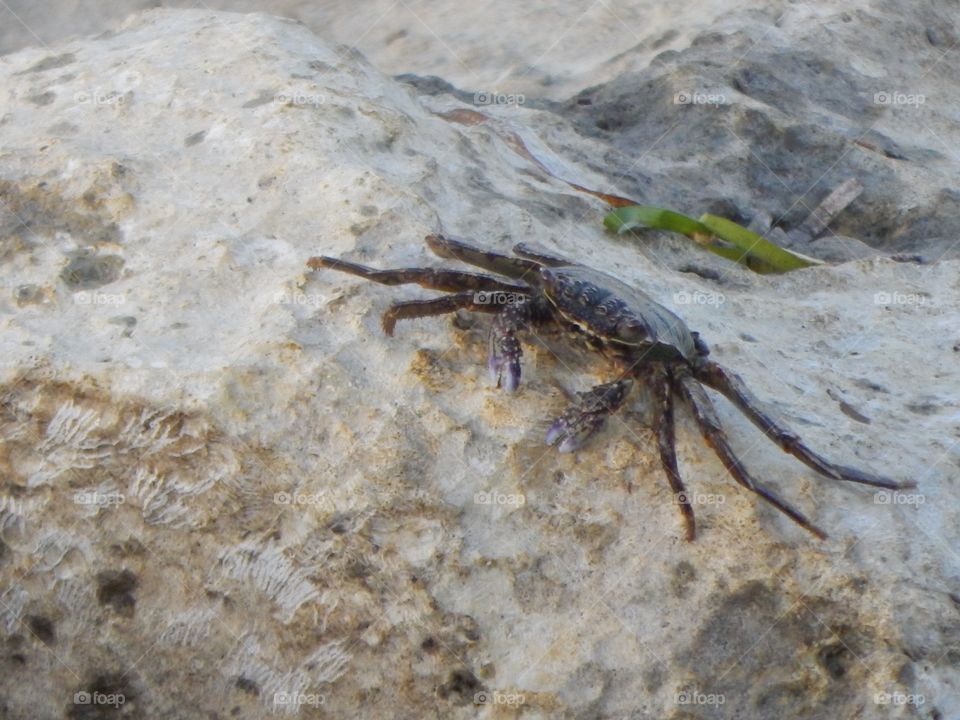  Crab on a rock