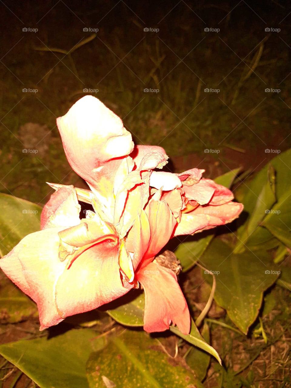 #FlAsHeD📸FlOwEr... 🌸