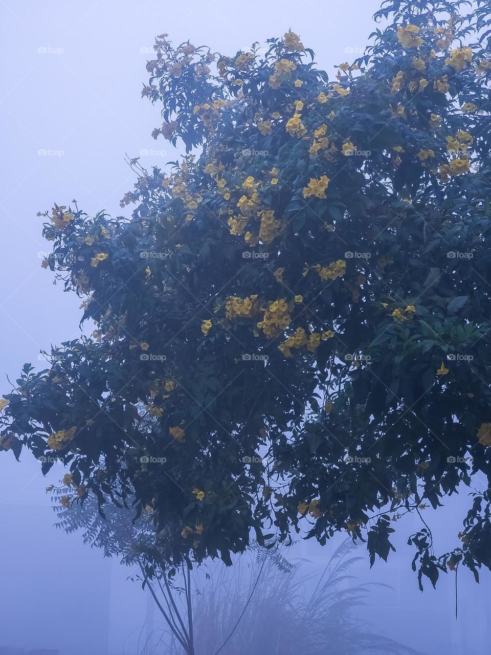 Morning blossom of flowers with background lit with fog ,this is the first winter fog in my city