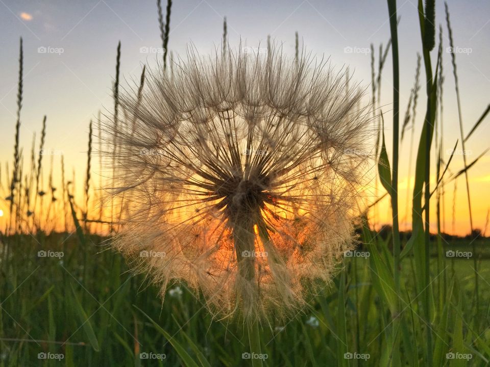 Puff at Sunset