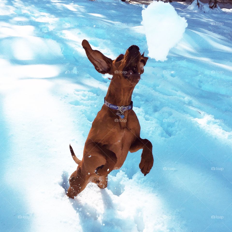 Snowball catching champ. Redbone Coonhound 1 1/2 years old