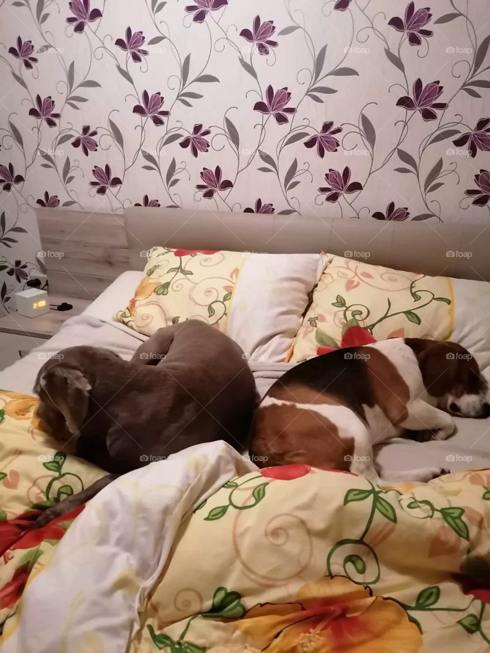 Ruby und Benno