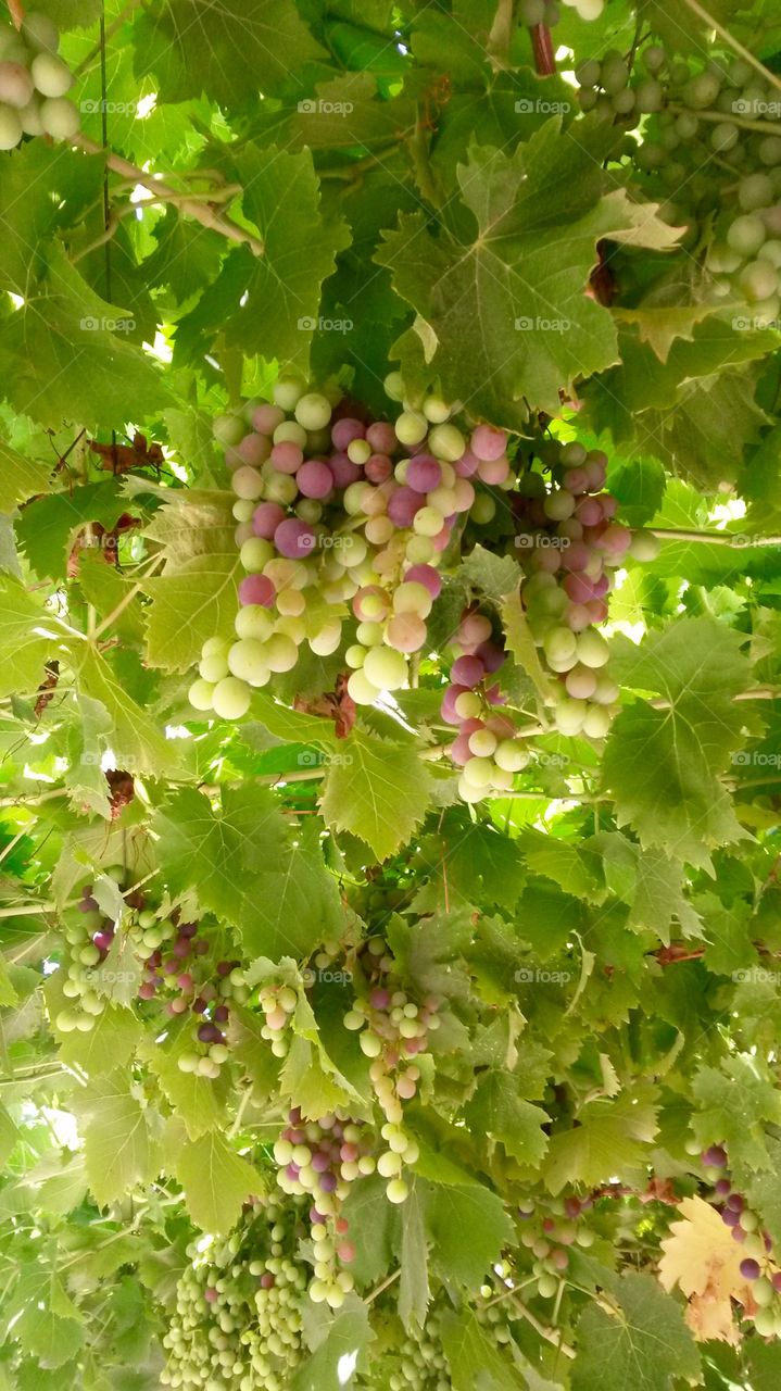 Grapevines of a Uruguayan winery.