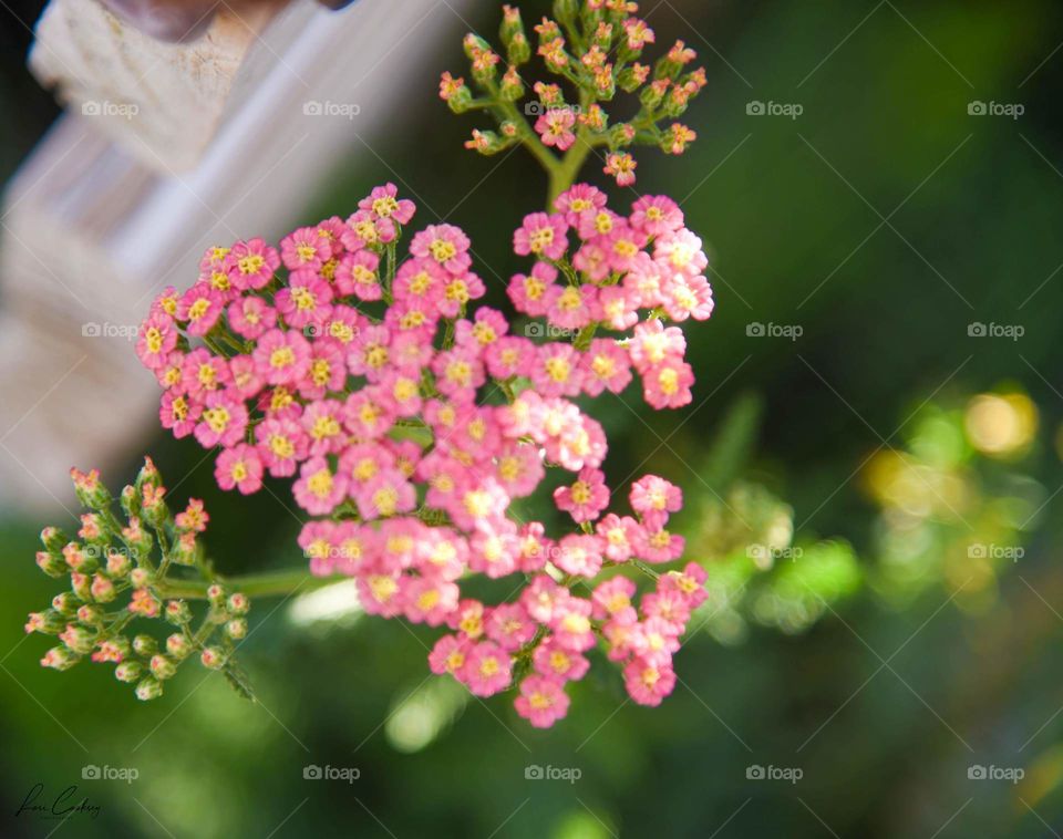 Yarrow of Dusky Pink