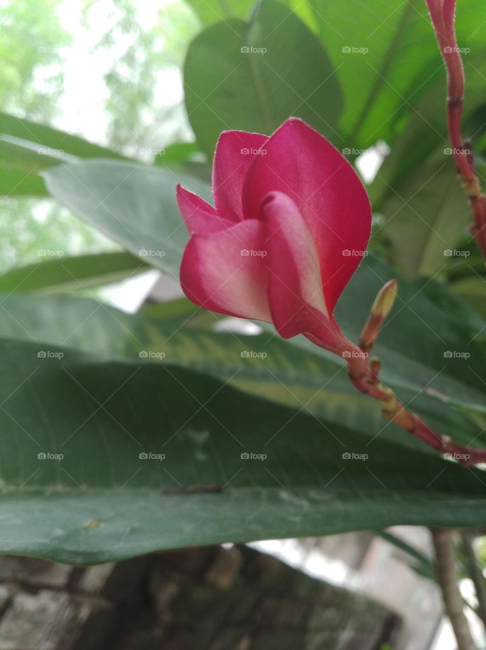 red flower seasonal fresh shurb small size looks very beautiful generally found everywhere