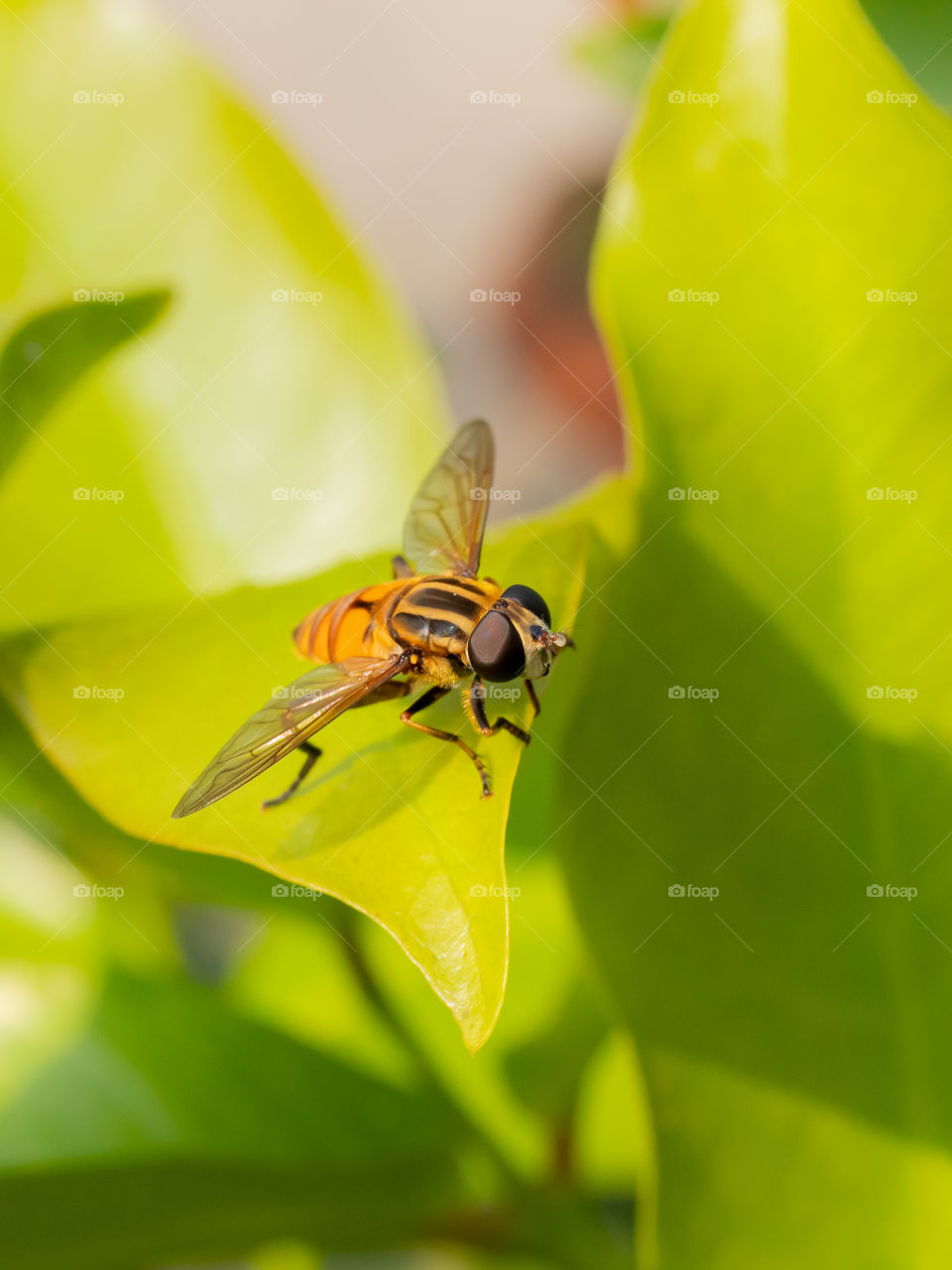 Hoverfly