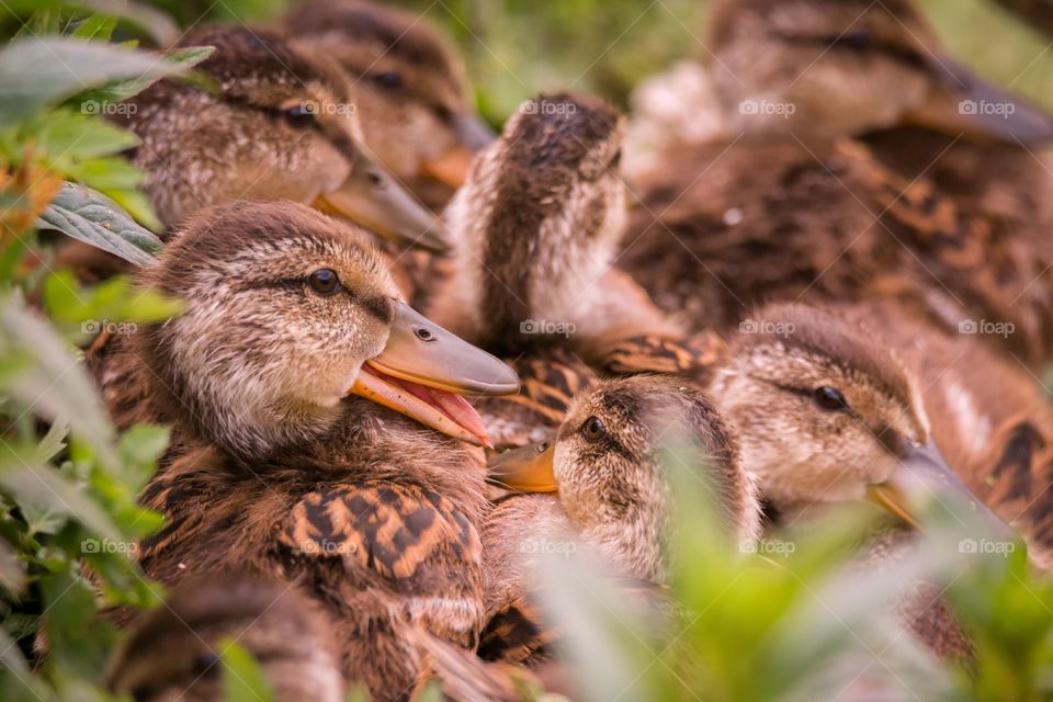 Close-up of ducklings