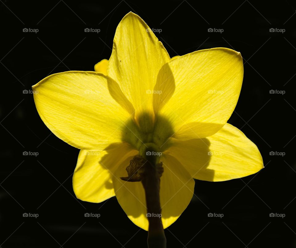 Spring Narcissus 