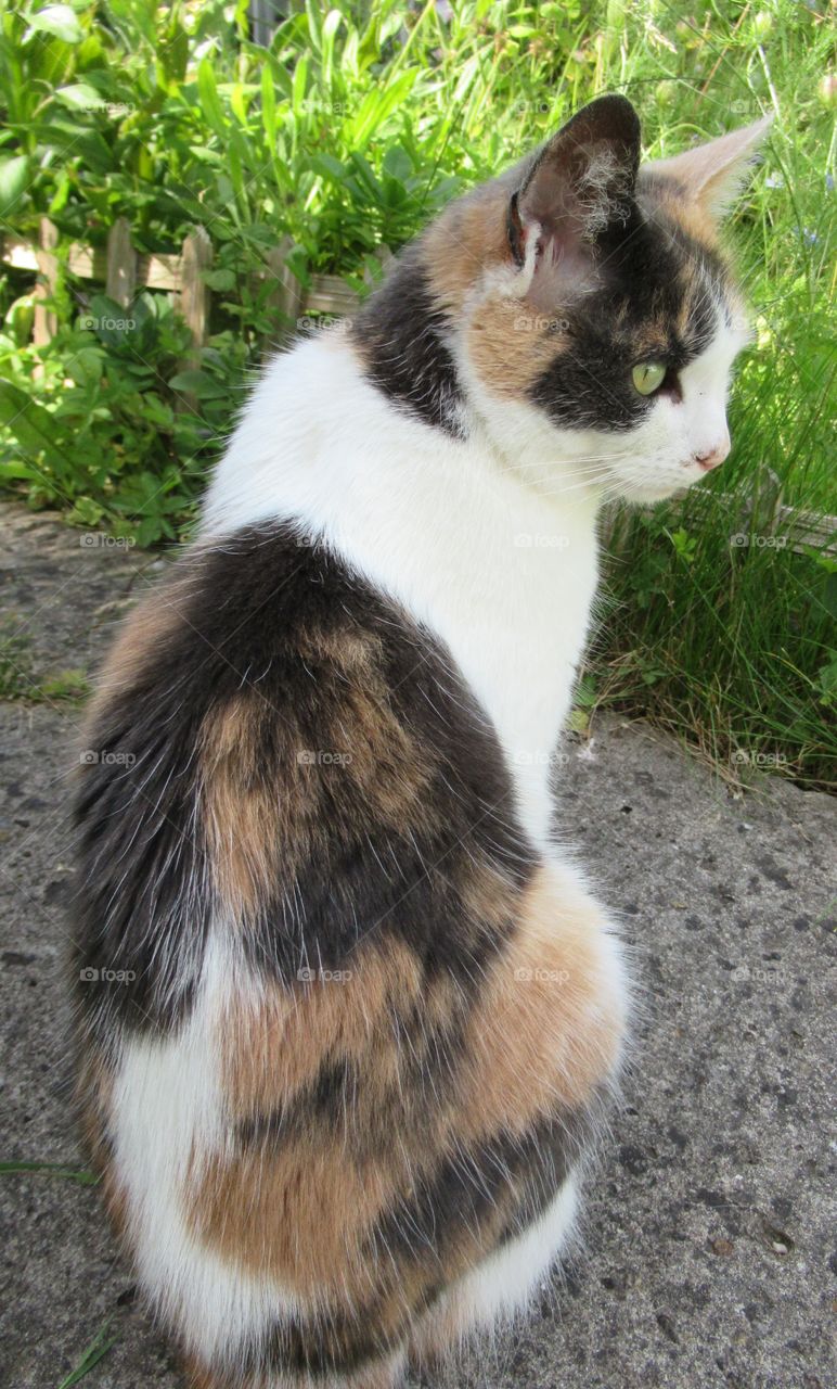 Calico cat sat in the shade on a hot summer's day
