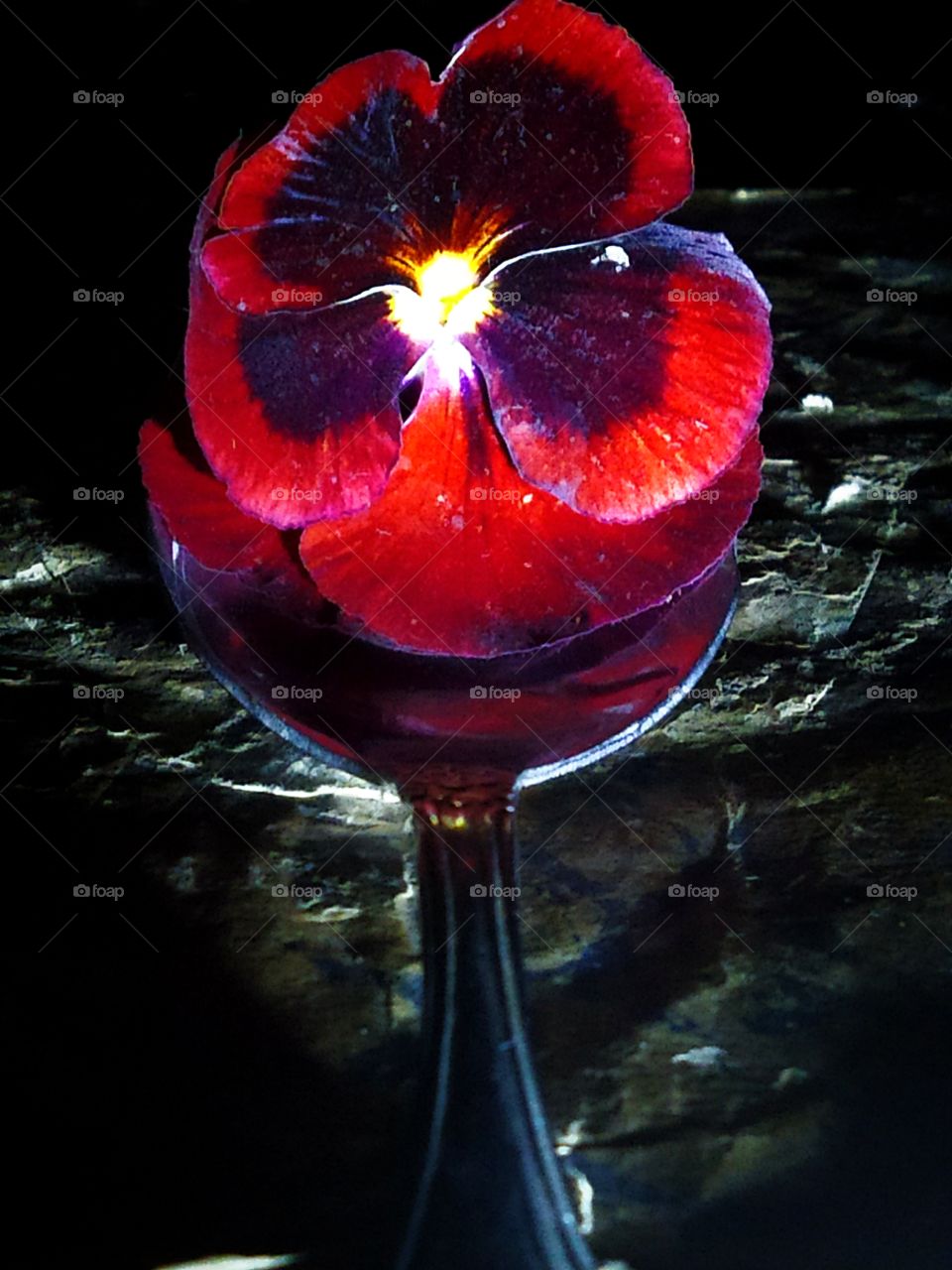 Flower of bright red color "pansies" on a spoon on a black background