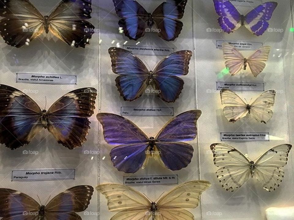 Morpho's :)