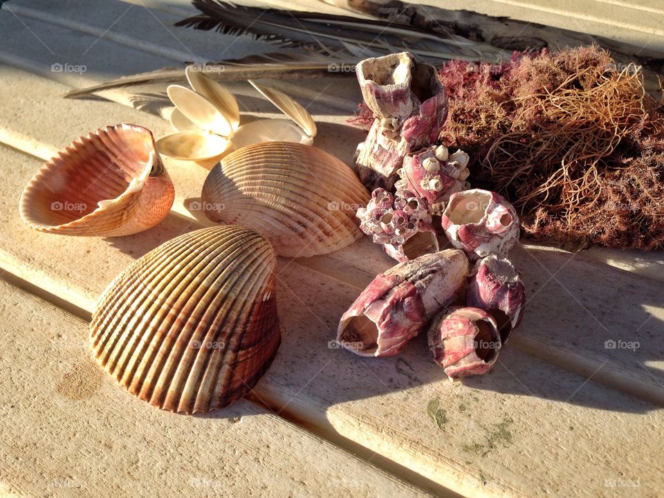 Beachcombers bounty of shells
