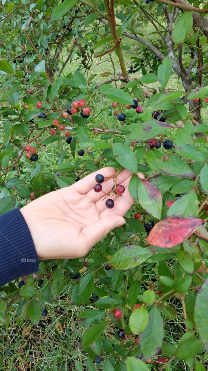 Picking blueberries season