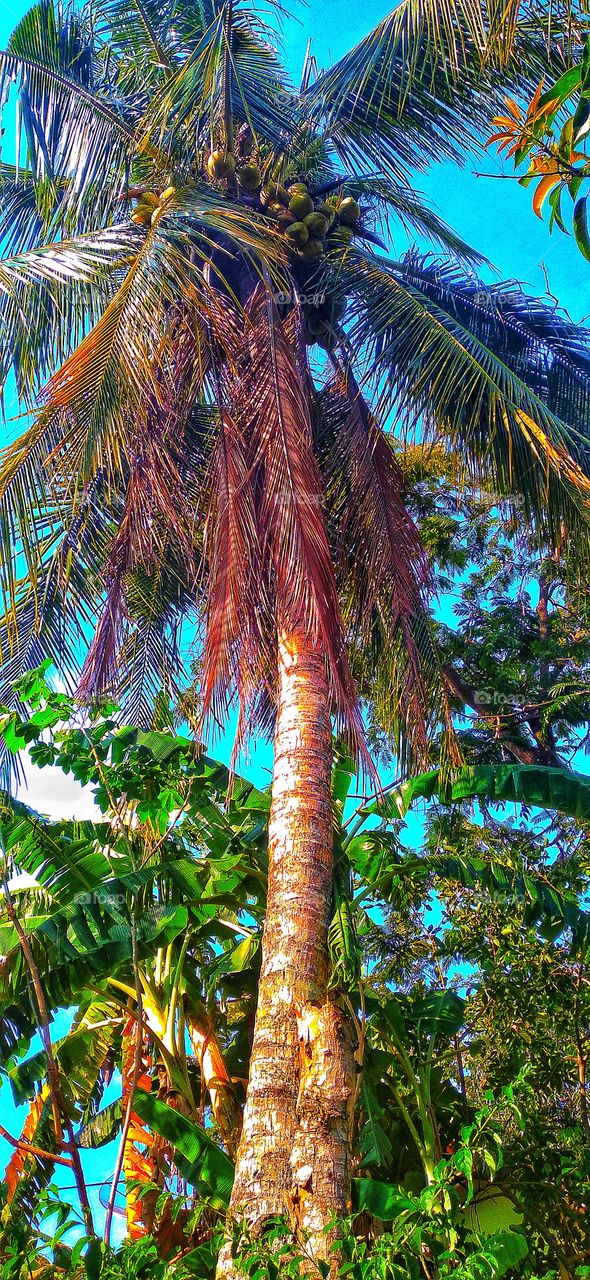 Coconut tree