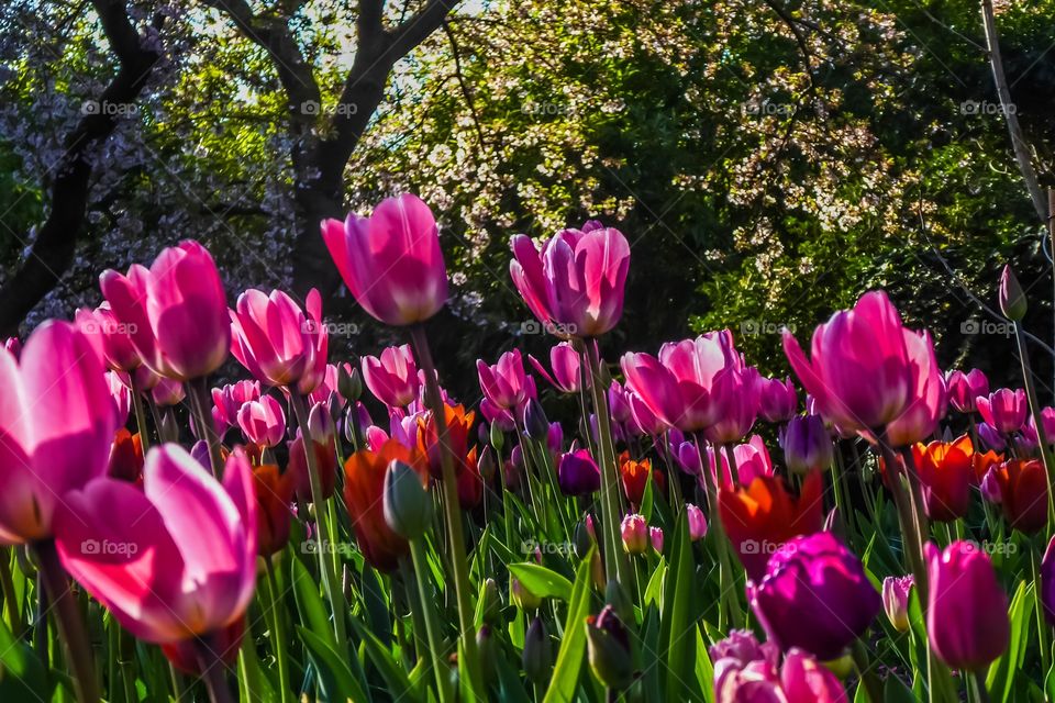 Tulips 