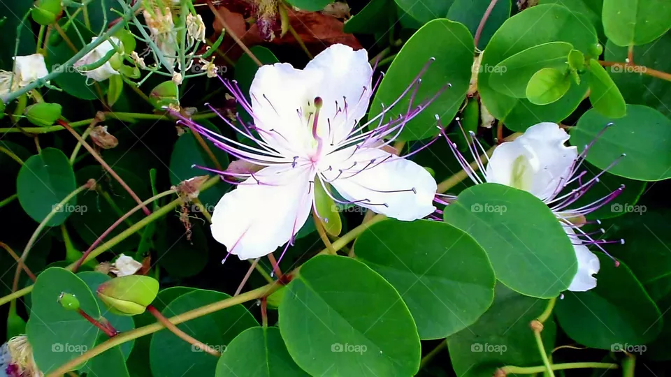 A close-up of the flowering caper plant on the Italian island of Ischia