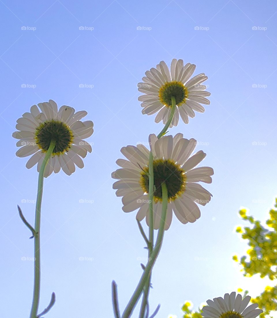 Worms eye view of three daisies against blue sky.