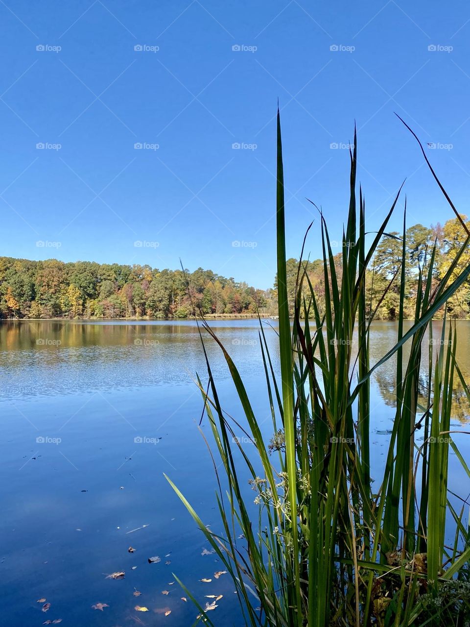 Grasses on lakes edge 