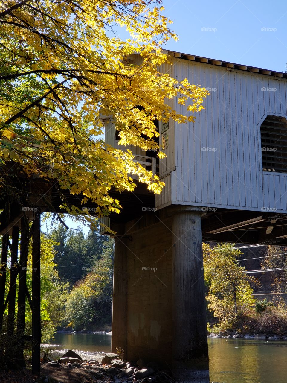 The old covered Goodpasture Bridge built in 1938 near Vida in Western Oregon on a sunny autumn day with lots of fall color around it.